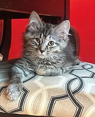 A baby medium-sized female Tabby (Brown / Chocolate) Domestic Long Hair cat named Juneau for adoption in Morgantown, WV