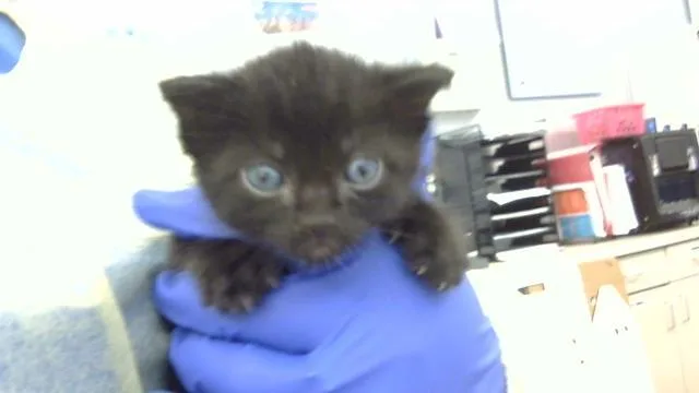 A baby medium-sized male Domestic Medium Hair cat named Luffy for adoption in Dallas, TX