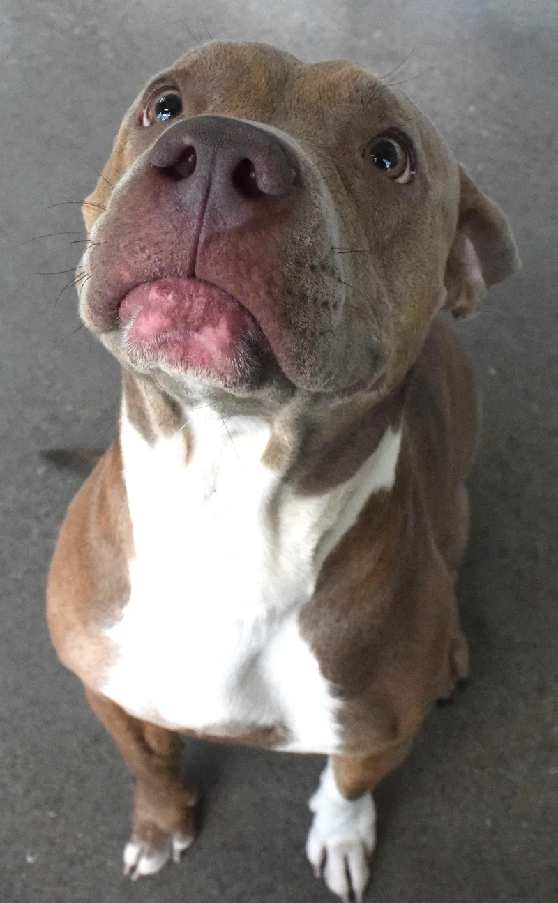 An adult large-sized female Brown / Chocolate Pit Bull Terrier dog named 22310 for adoption in Broken Arrow, OK