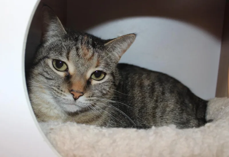 Cecelia Rose thumbnail 2