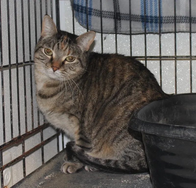 Cecelia Rose thumbnail 3