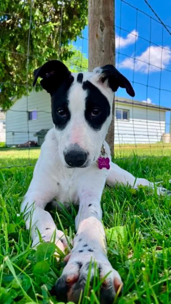 A baby medium-sized female Mixed Breed dog named Kylie for adoption in sun prairie, WI