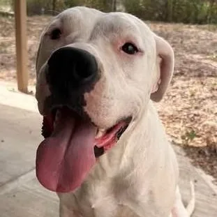 An adult medium-sized female Mixed Breed dog named Moon for adoption in Chino valley, AZ