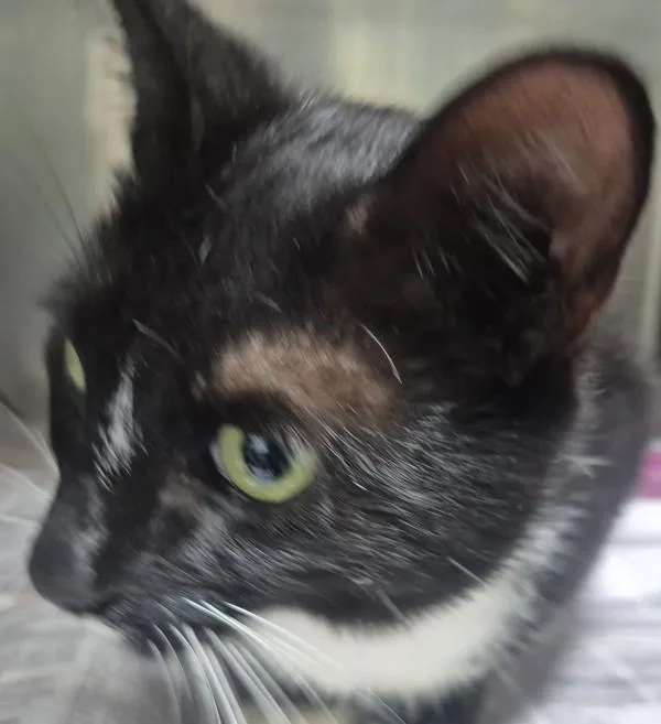 An adult small-sized male Domestic Short Hair cat named C Oreo for adoption in Dallas, GA