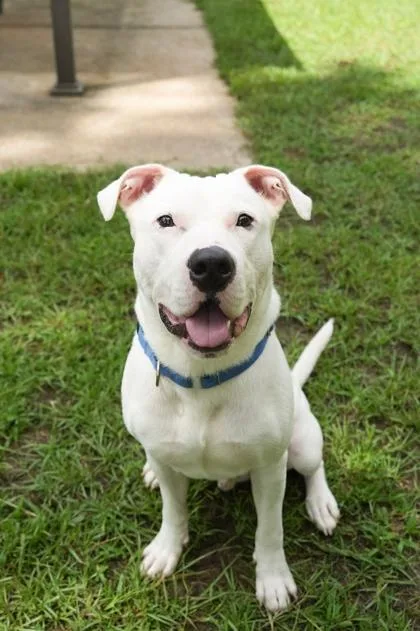 An adult large-sized male Mixed Breed dog named Gaspar for adoption in Aiken, SC