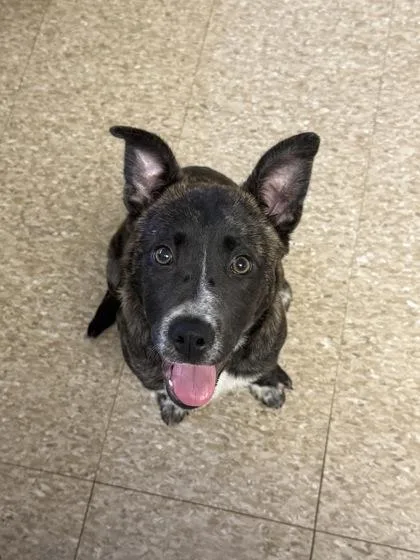 A baby small-sized female Shepherd dog named Peach for adoption in St. Anne, IL