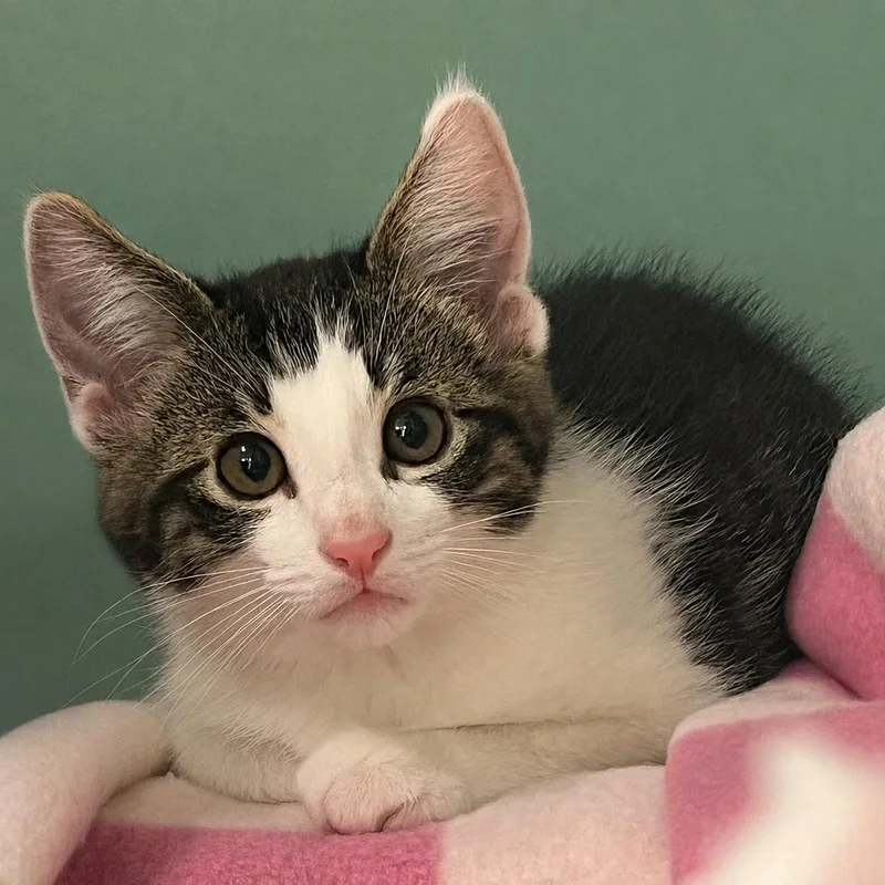 A baby medium-sized male Tabby (Brown / Chocolate) Domestic Short Hair cat named Kumquat for adoption in Pontiac, MI