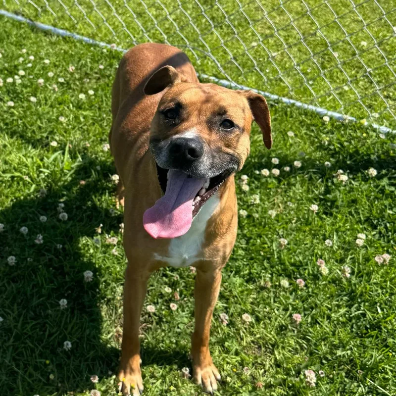 An adult medium-sized male Pit Bull Terrier dog named Gordon Ramsey for adoption in Jacksonville, NC