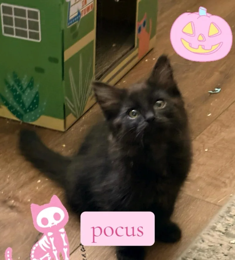 A baby medium-sized female Domestic Medium Hair cat named Pocus for adoption in Reno, NV