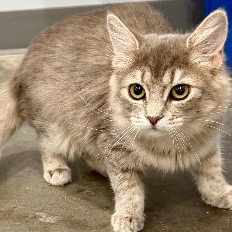 A baby medium-sized female Domestic Medium Hair cat named Mable for adoption in Fairmont, WV