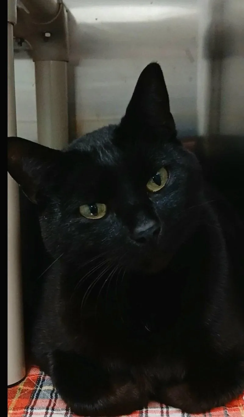 Winston