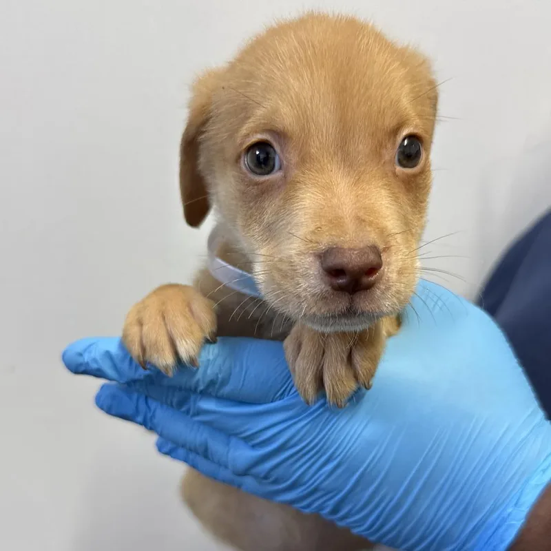 A baby small-sized male Yellow / Tan / Blond / Fawn Pointer dog named Ryder for adoption in Hattiesburg, MS