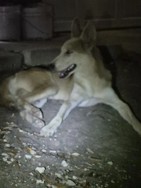 A young medium-sized male Husky dog named A for adoption in San Antonio, TX