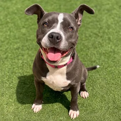 An adult medium-sized female Mixed Breed dog named Cielo for adoption in Merriam, KS