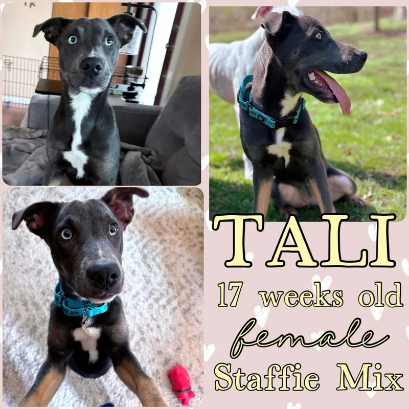A young large-sized female American Staffordshire Terrier dog named Tali for adoption in Grantville, PA