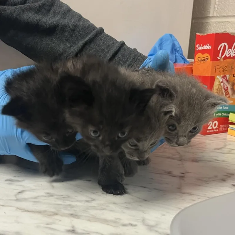 A baby small-sized male Gray / Blue / Silver Domestic Short Hair cat named Shrek for adoption in Ruckersville, VA