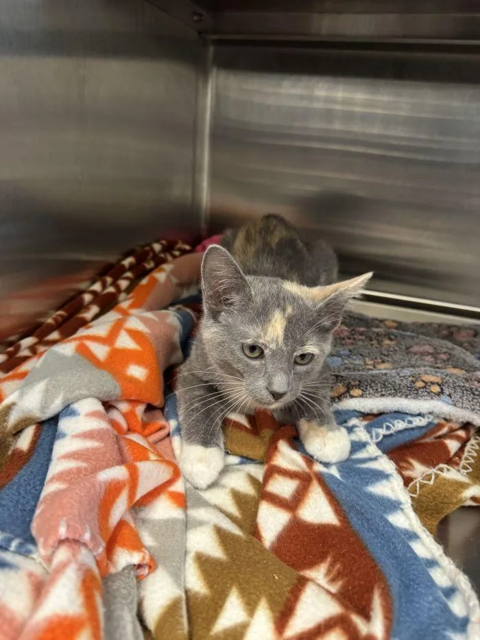 A young small-sized female Domestic Short Hair cat named Ghosty for adoption in Hilton Head Island, SC