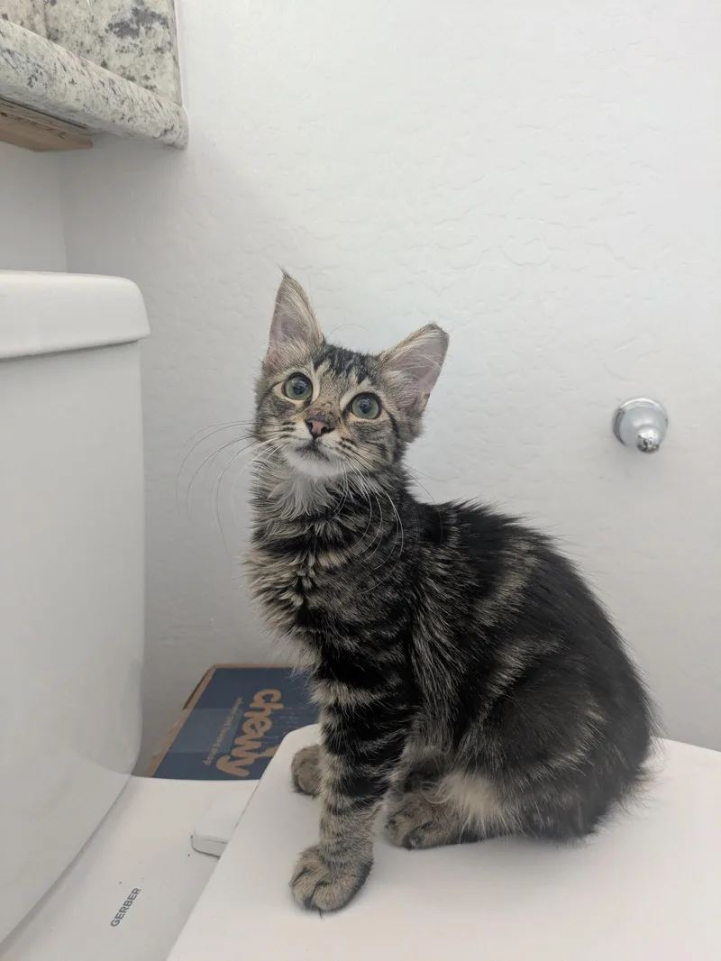 Purrsephone