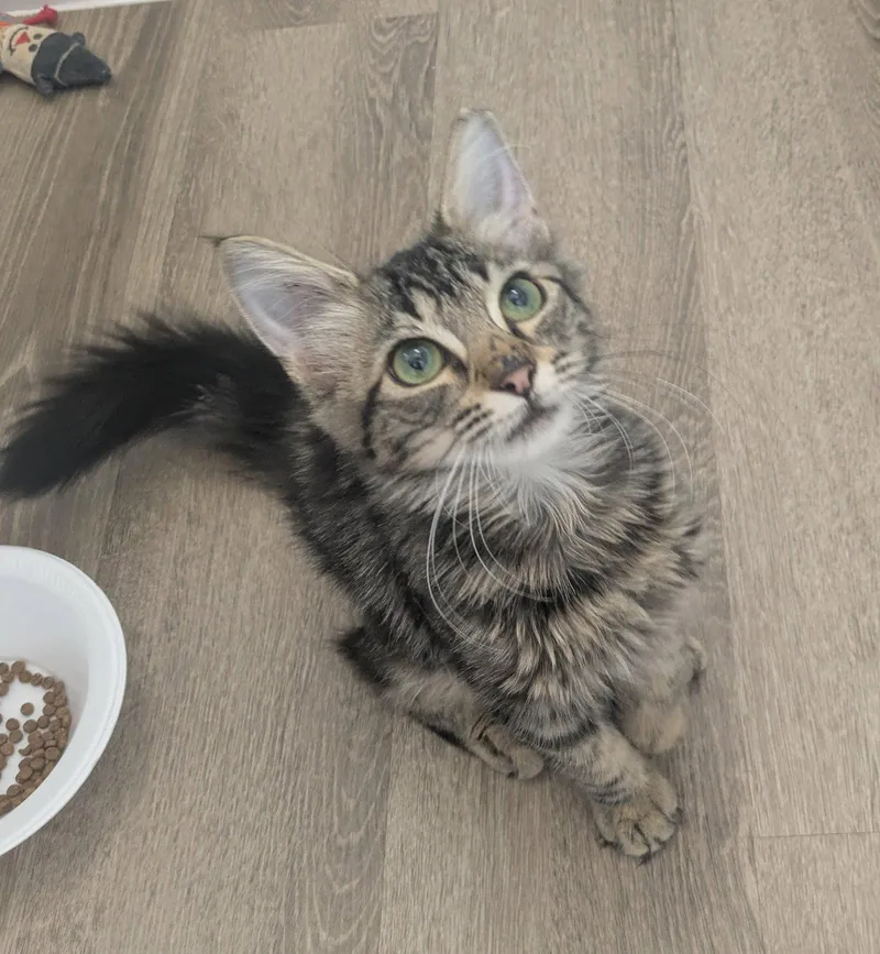 Purrsephone thumbnail 2