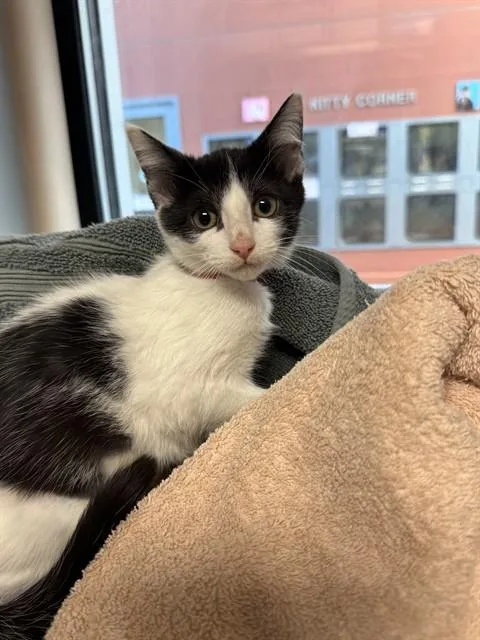 A baby medium-sized female Domestic Short Hair cat named Mina for adoption in San Jose, CA