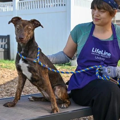 A young medium-sized female Mixed Breed dog named Felicia for adoption in Chamblee, GA