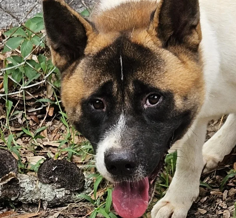 An adult large-sized male Akita dog named Chiefland for adoption in Jacksonville, FL