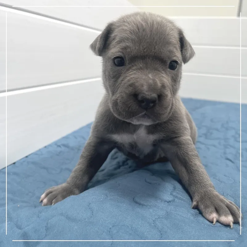 A baby medium-sized female Black Pit Bull Terrier dog named Straw for adoption in Kanab, UT