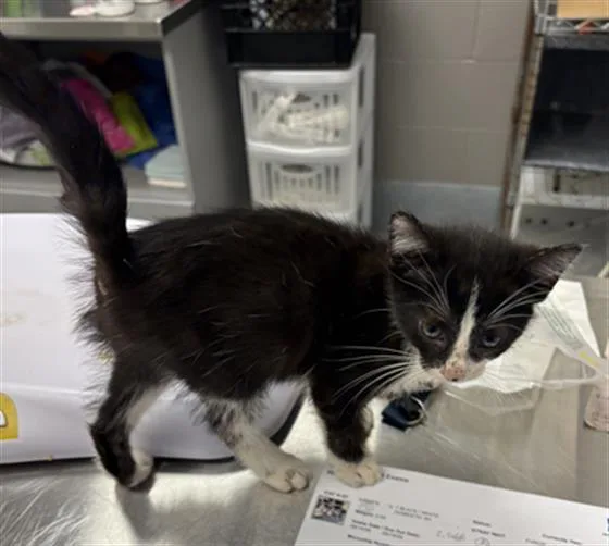 A baby small-sized male Domestic Short Hair cat named Flannel for adoption in Indianapolis, IN