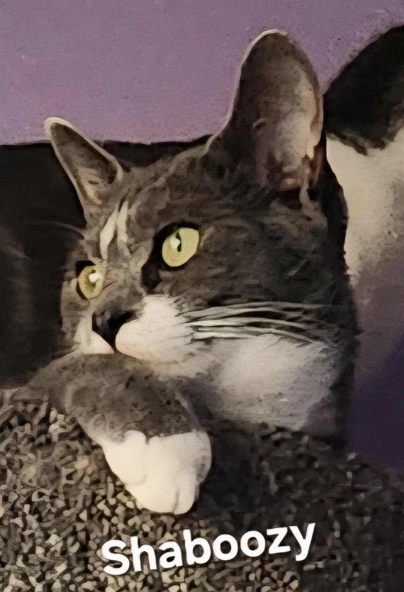 A young medium-sized male Domestic Short Hair cat named Shaboozy for adoption in Longwood, FL