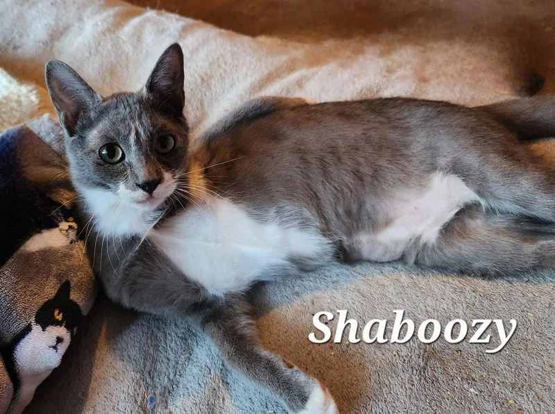 Shaboozy thumbnail 3