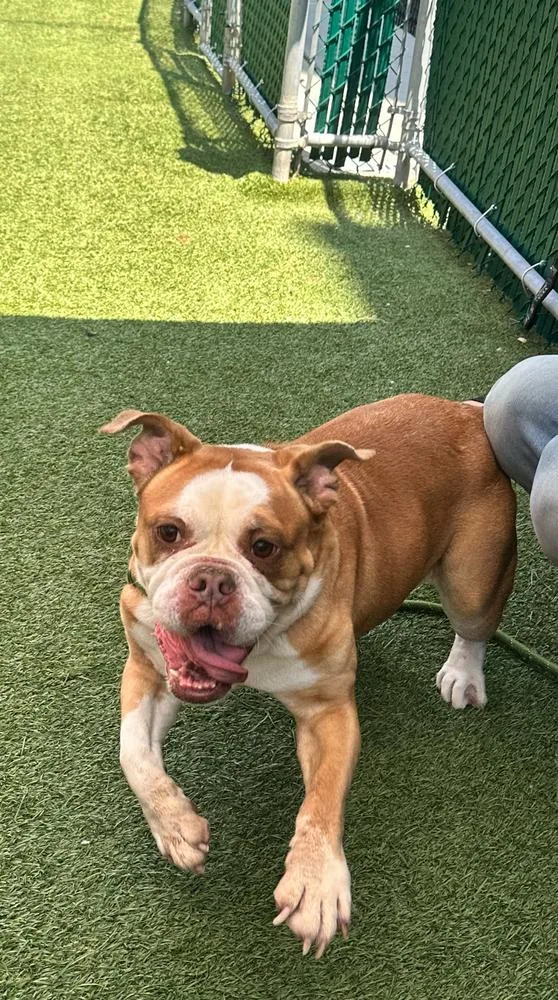A senior medium-sized female White / Cream American Bulldog dog named Kehlani for adoption in New York, NY