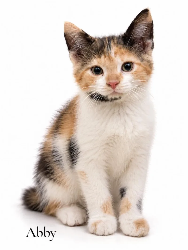 A baby medium-sized female Domestic Short Hair cat named Abby for adoption in Stevensville, MI