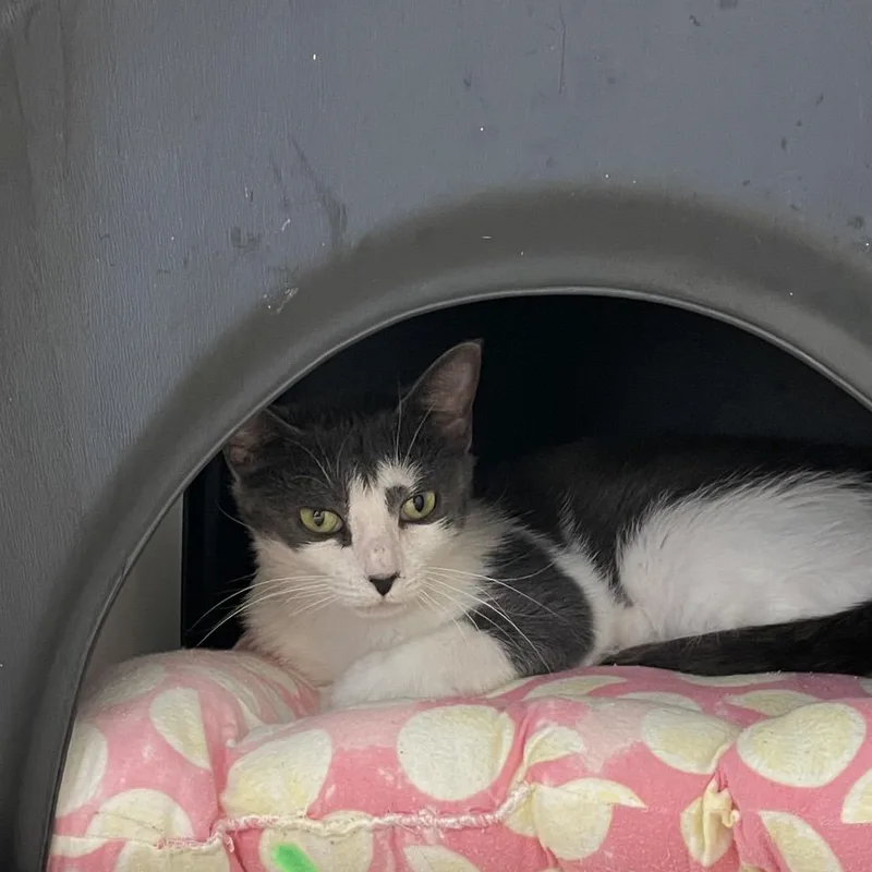 An adult medium-sized female Gray / Blue / Silver Domestic Short Hair cat named Chamomile for adoption in Nashville, TN