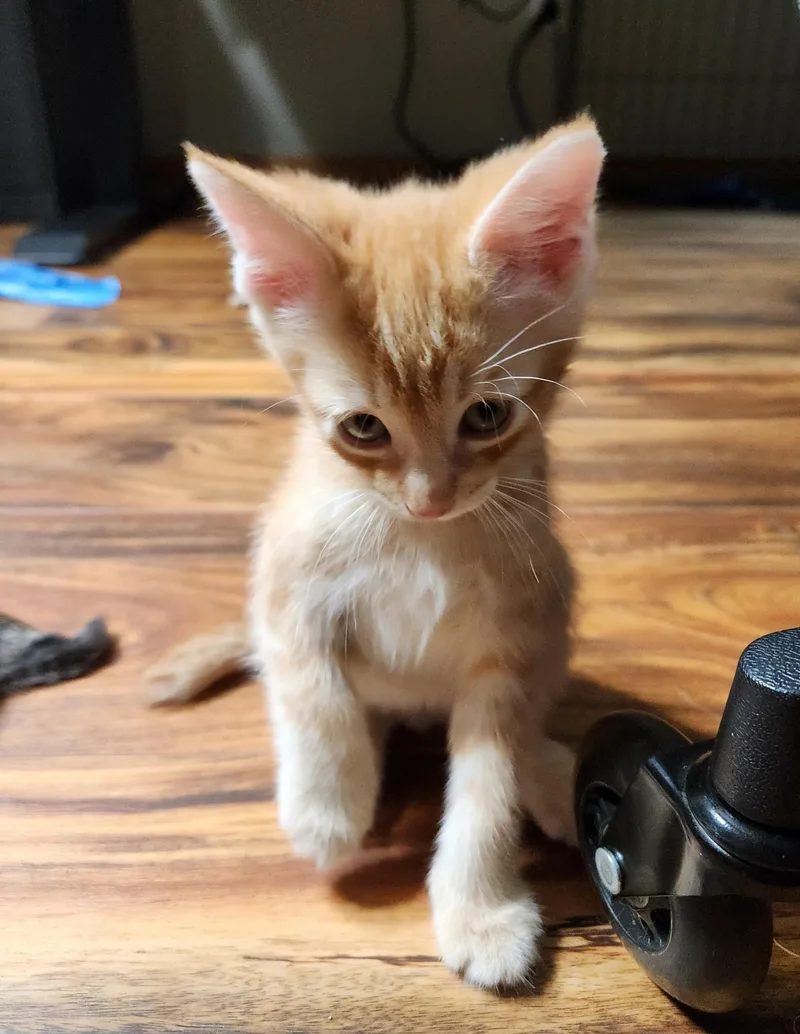 A baby medium-sized male Orange & White Domestic Short Hair cat named Crush for adoption in Hillsboro, OR