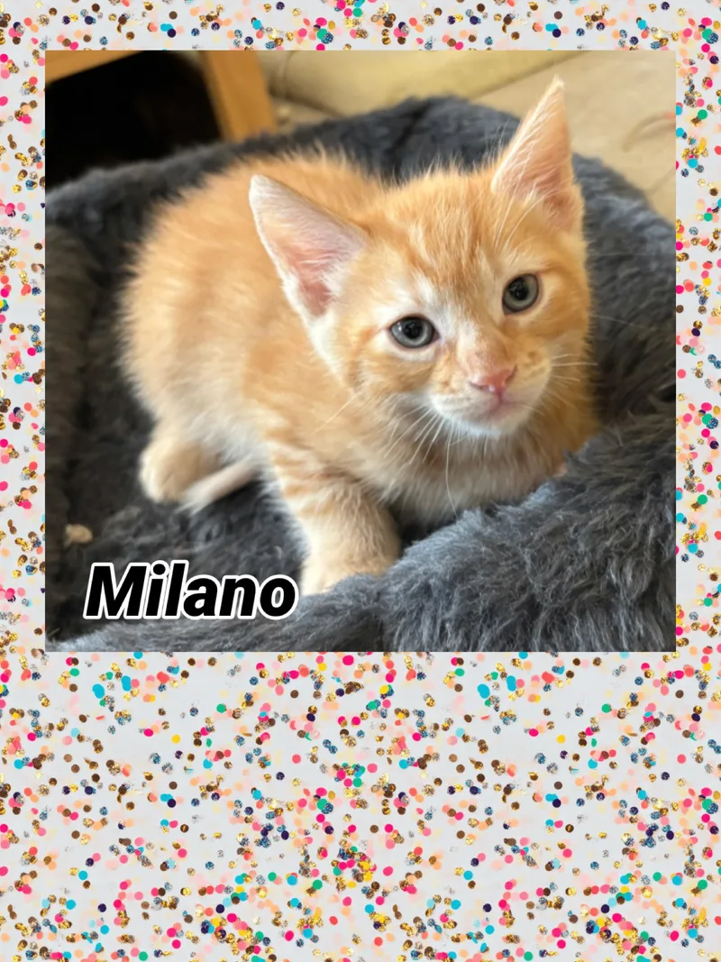 A baby small-sized male Domestic Short Hair cat named Milano for adoption in Carlsbad, CA