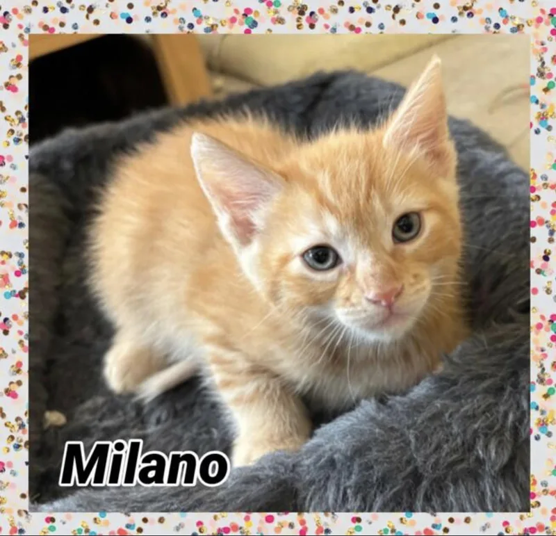 Milano thumbnail 3
