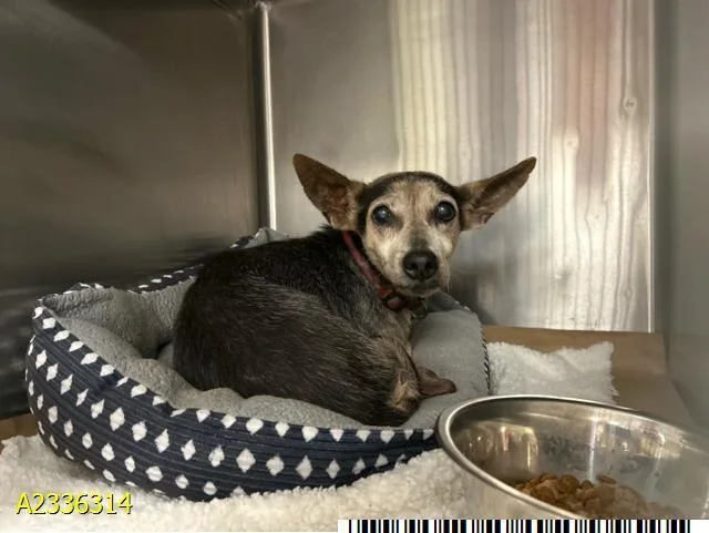 An adult small-sized female Mixed Breed dog named Pixie for adoption in West Palm Beach, FL