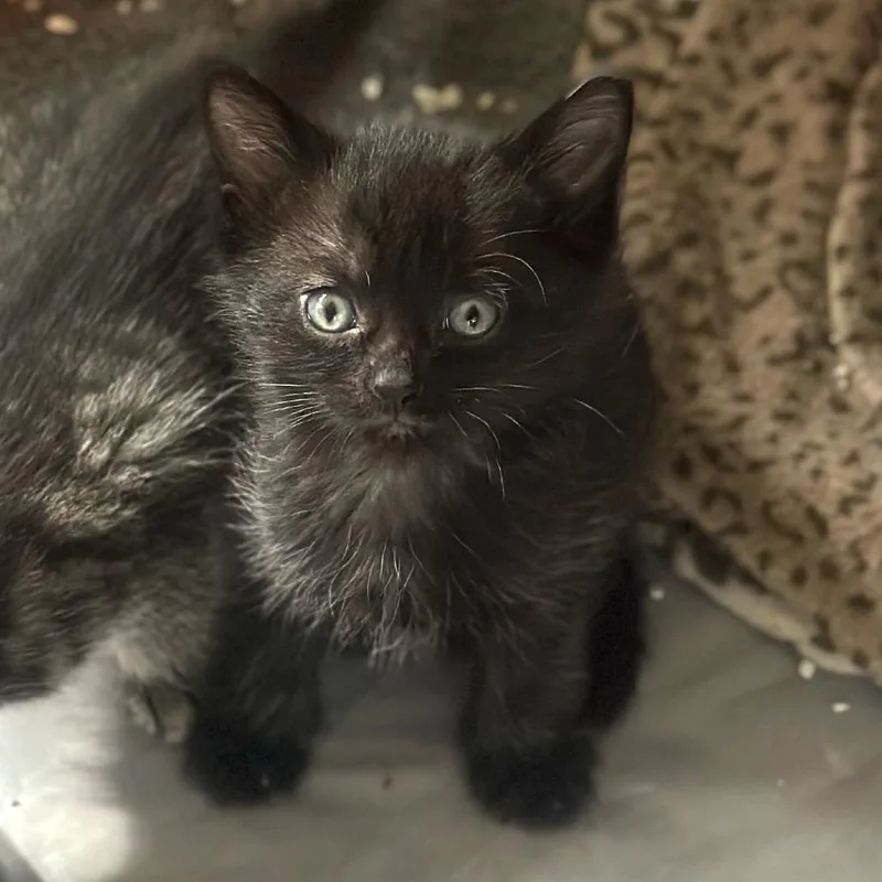 A baby small-sized male Domestic Short Hair cat named Maxx for adoption in Cumming, GA