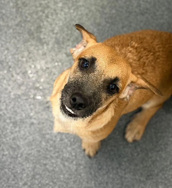 A baby small-sized female Border Terrier dog named Rachel for adoption in Portland, ME