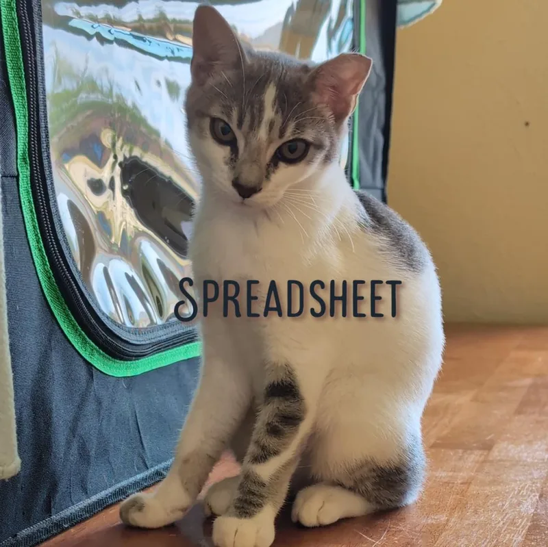 A baby small-sized female Domestic Short Hair cat named Spreadsheet CP for adoption in Dallas, TX