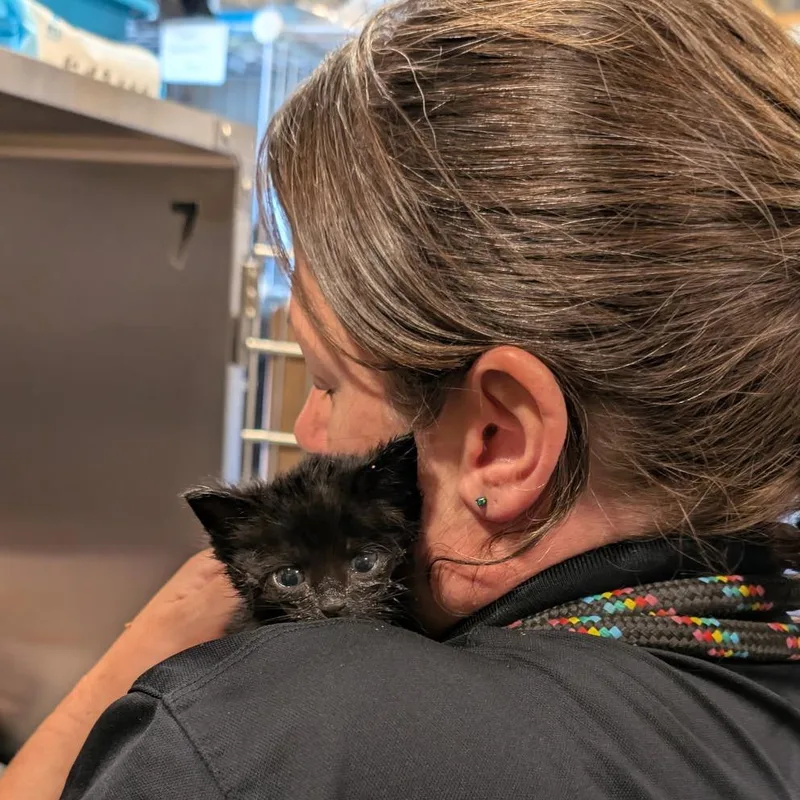 A baby small-sized male Black Domestic Medium Hair cat named Edgar for adoption in Tipton, IN