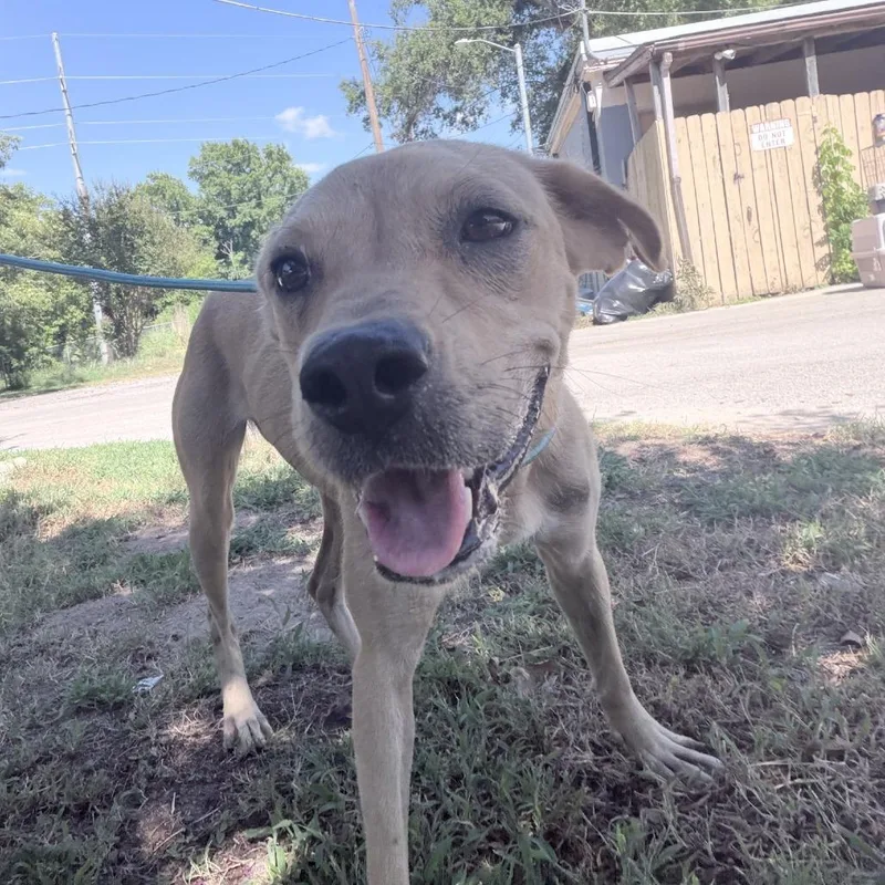 A young medium-sized female Golden Retriever dog named Honey for adoption in Tyler, TX