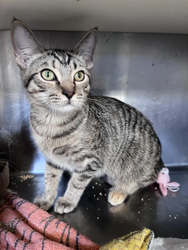 A young medium-sized female Domestic Short Hair cat named Jolly for adoption in Carrollton, GA