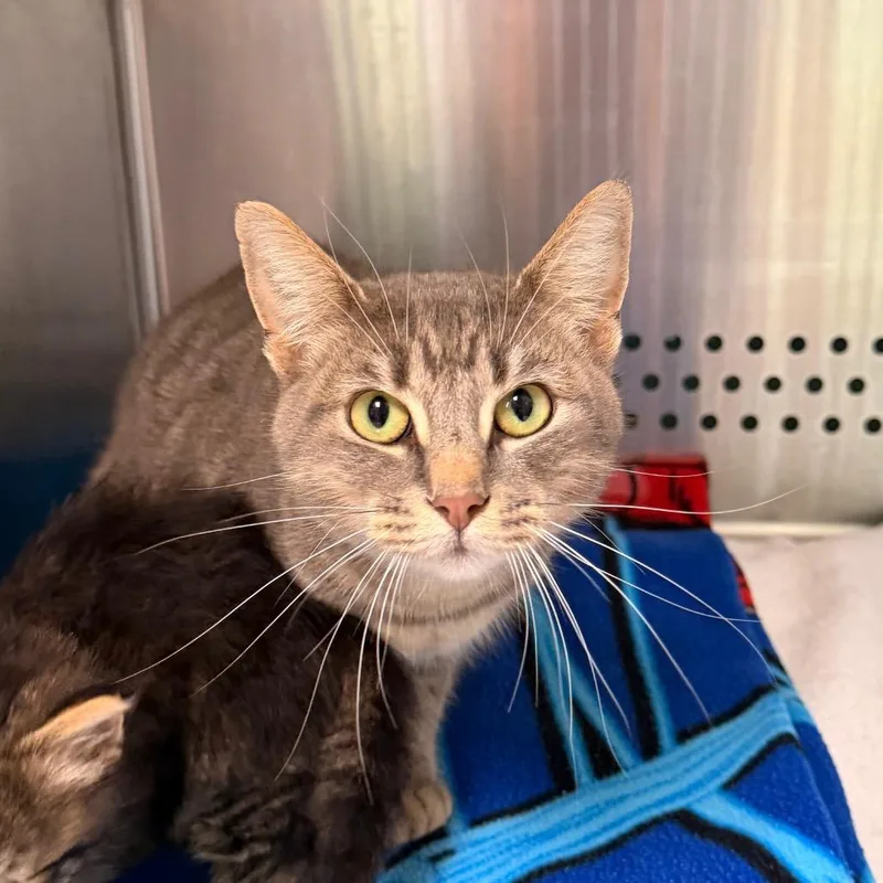 An adult medium-sized female Gray / Blue / Silver Domestic Short Hair cat named Lainey for adoption in Indianapolis, IN