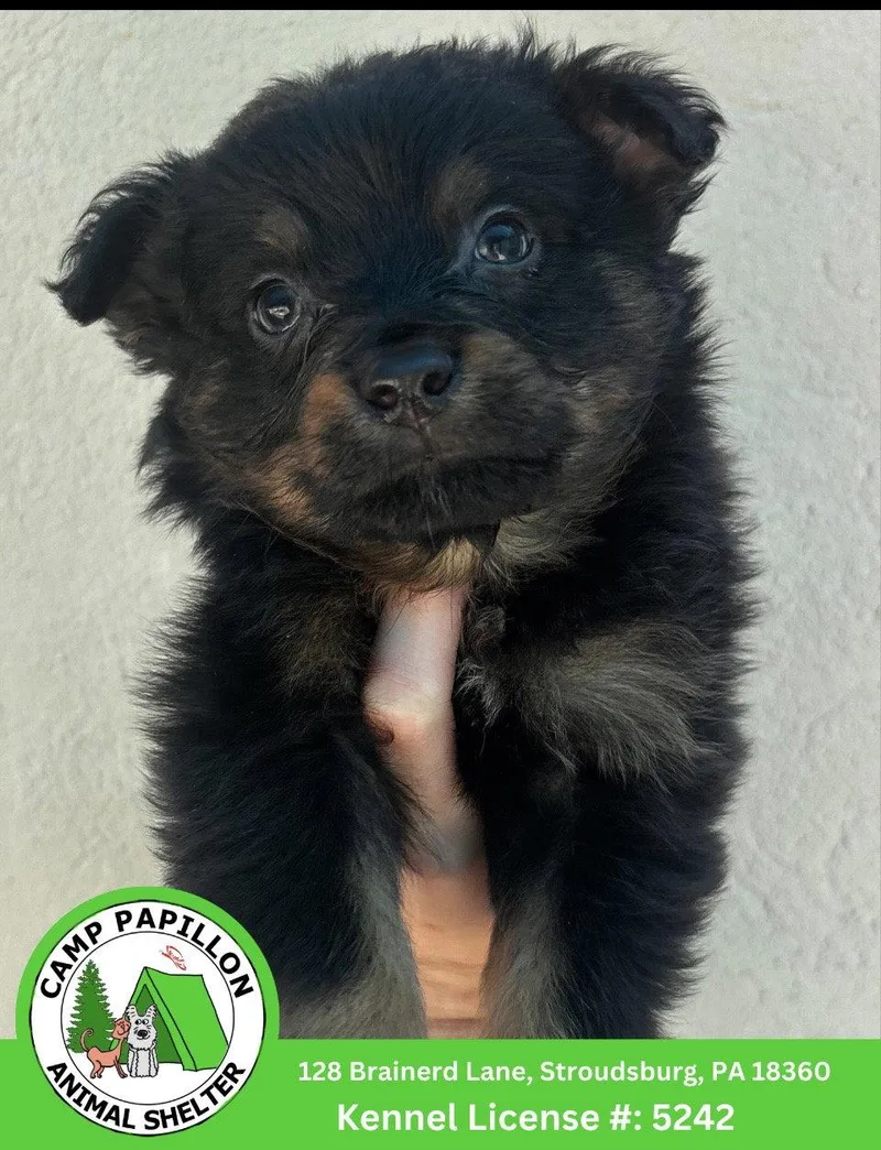 A young medium-sized male Bernese Mountain Dog dog named Matter for adoption in Stroudsburg, PA