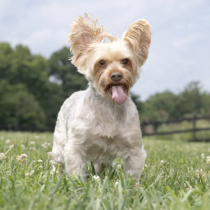 A senior small-sized male Apricot / Beige Yorkshire Terrier dog named Oliver Twist for adoption in Franklin, TN