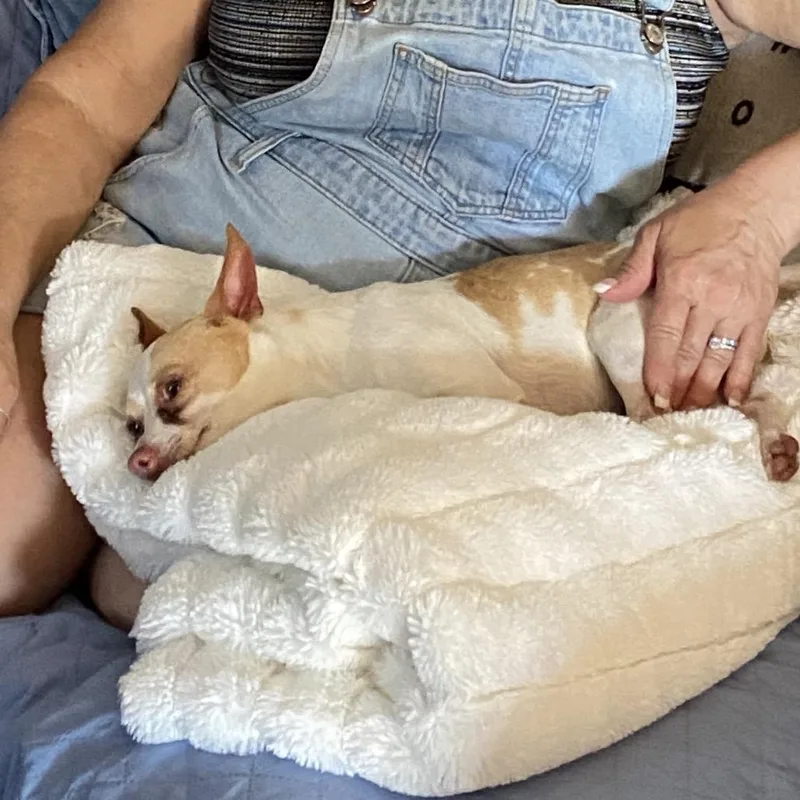 An adult small-sized male White / Cream Chihuahua dog named Allen Jackson for adoption in Rockville, MD