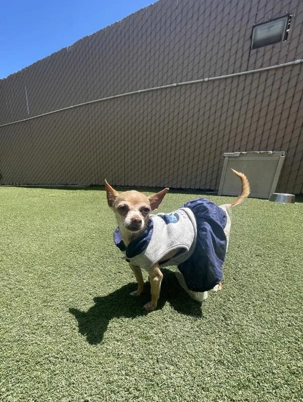 A senior small-sized female Chihuahua dog named London for adoption in Oceanside, CA