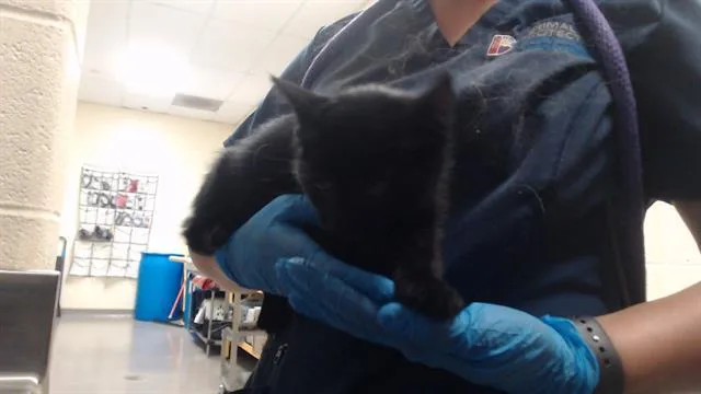 A baby small-sized female Domestic Short Hair cat named Dorothy for adoption in Denver, CO