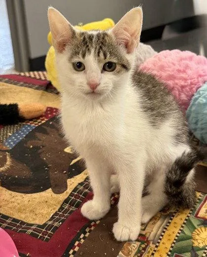 A young small-sized female Domestic Short Hair cat named Expo for adoption in Midland, VA